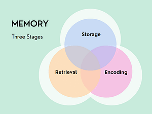Stages of Memory